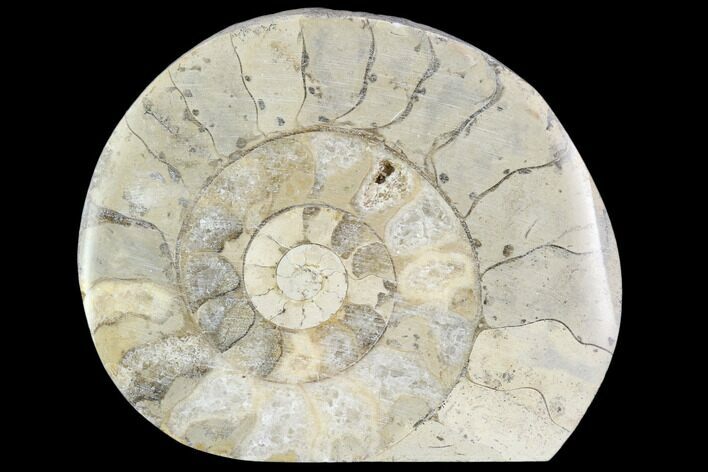 Polished Ammonite (Hildoceras) Fossil - England #103990
